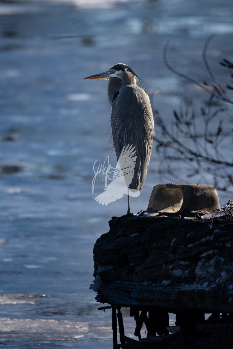 "Great Blue Heron" stock image