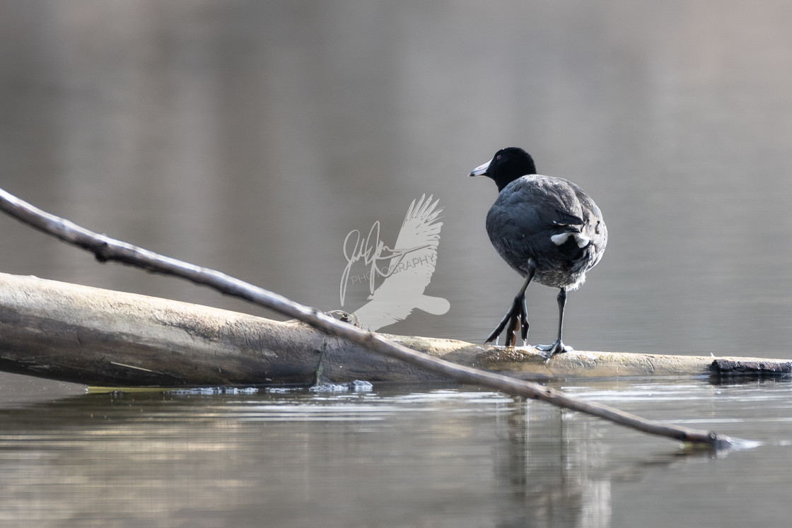 "American Coot" stock image