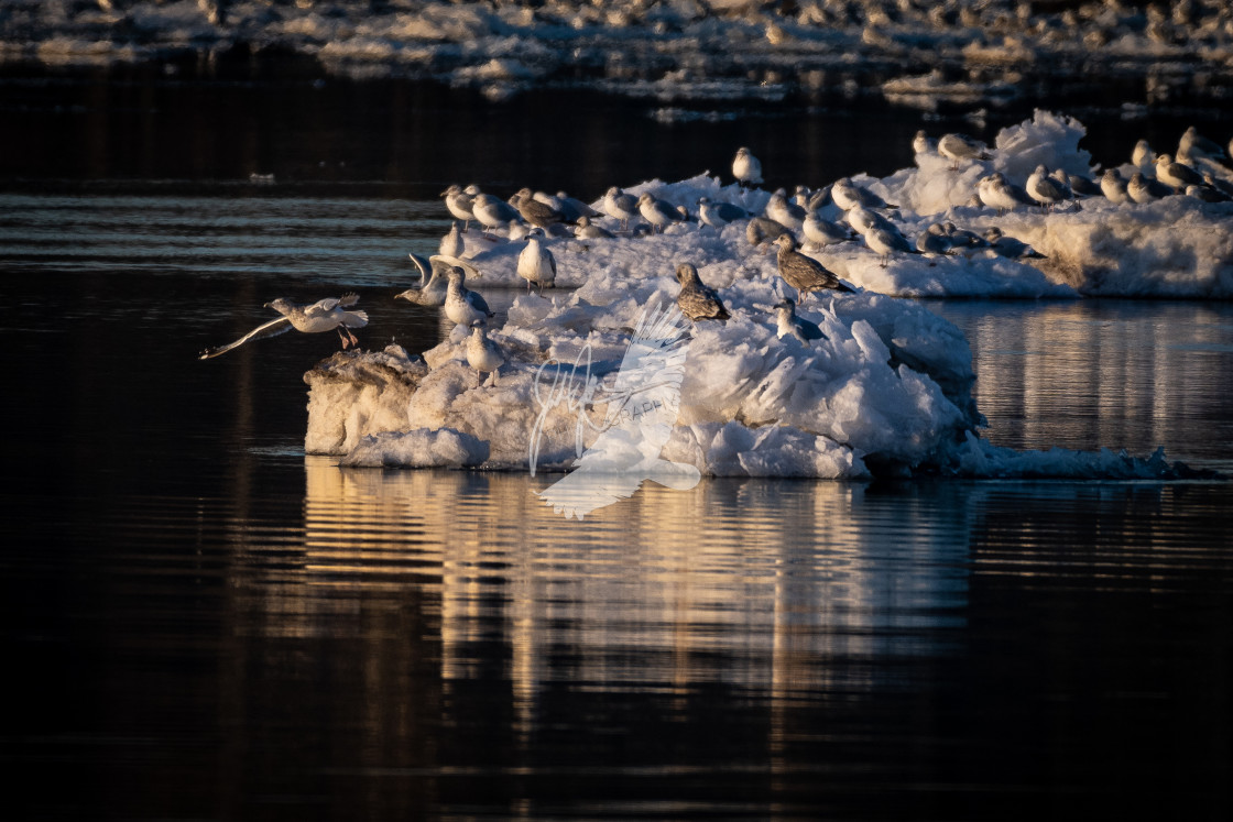 "Frozen Gulls" stock image