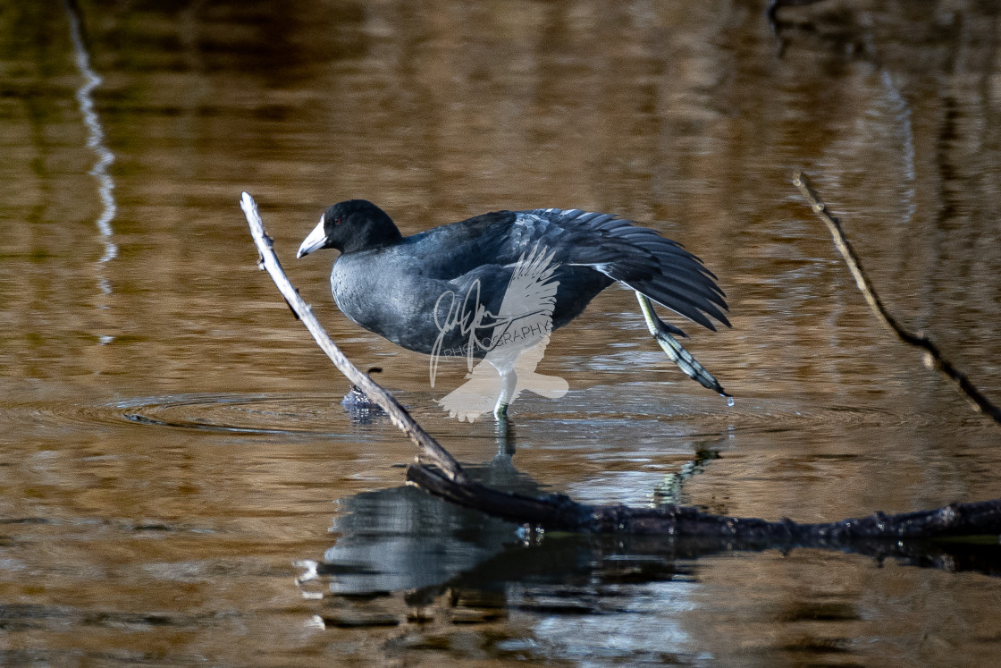 "American Coot" stock image