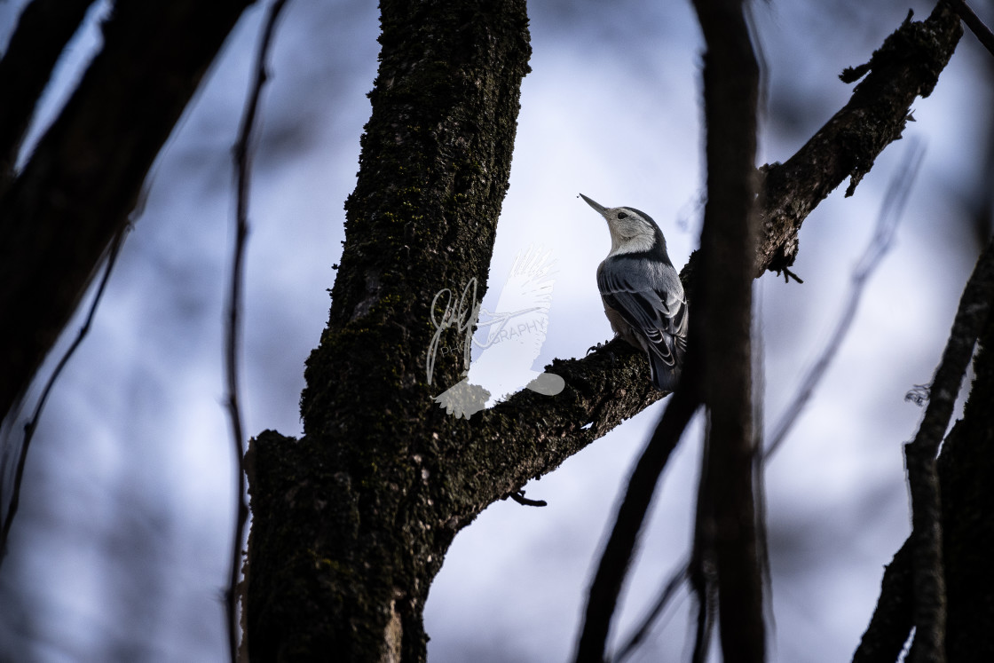 "White breasted nuthatch" stock image