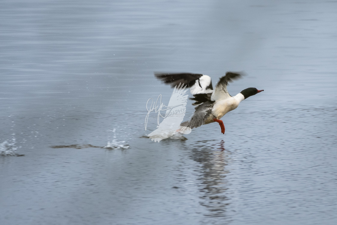 "Goosander" stock image