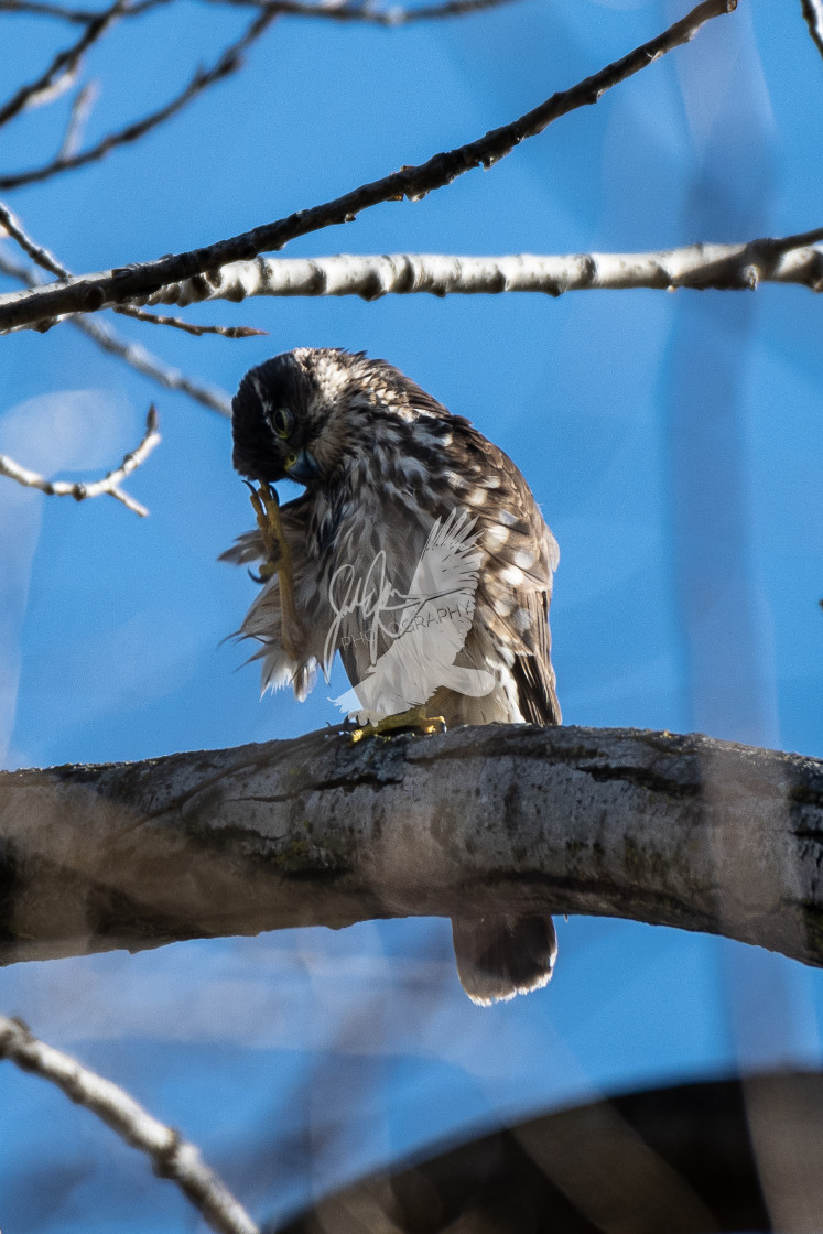 "Waving Merlin" stock image