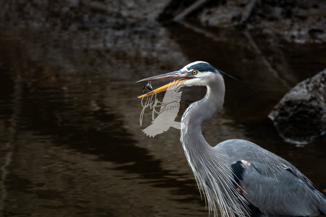 "Great Blue Heron" stock image