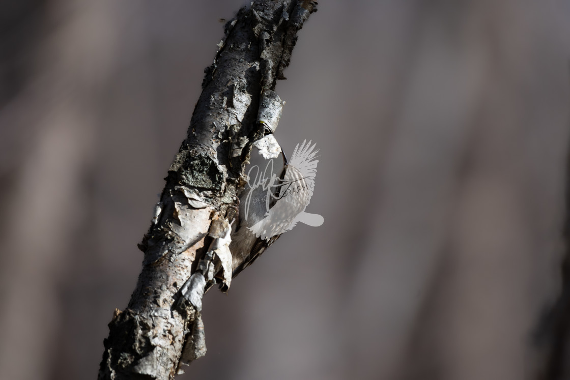 "Brown Creeper" stock image