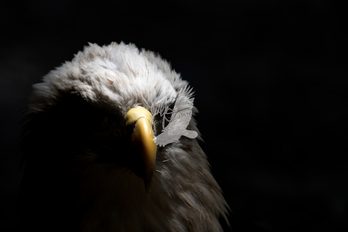 "Bald Eagle" stock image