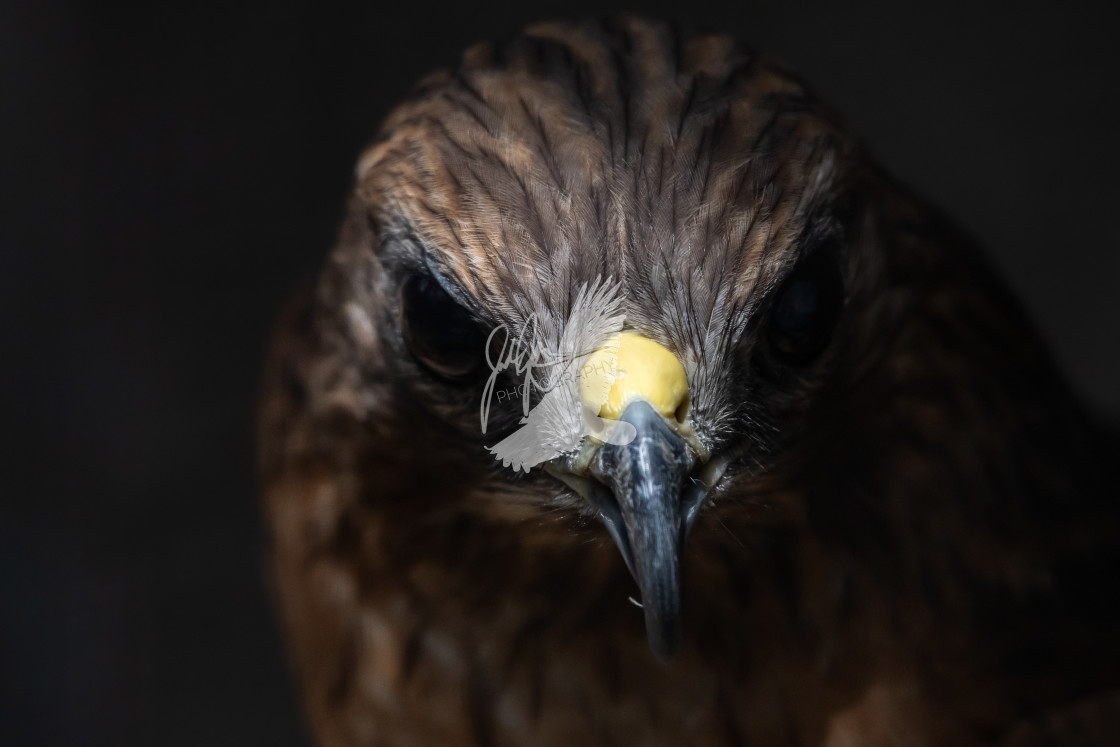 "Red-shouldered hawk." stock image