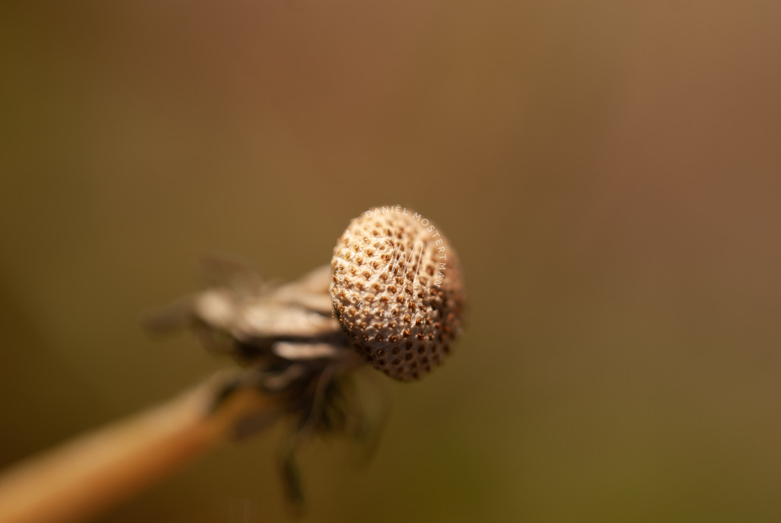 "Blown dandelion" stock image