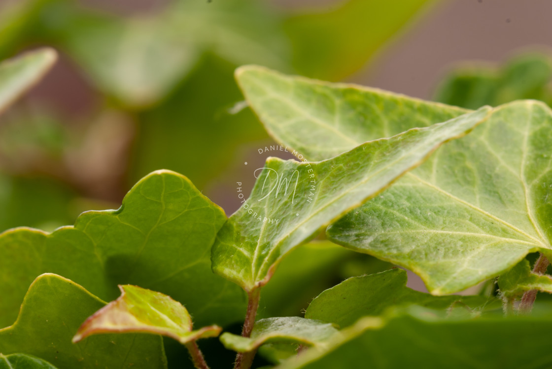 "Dry Ivy" stock image