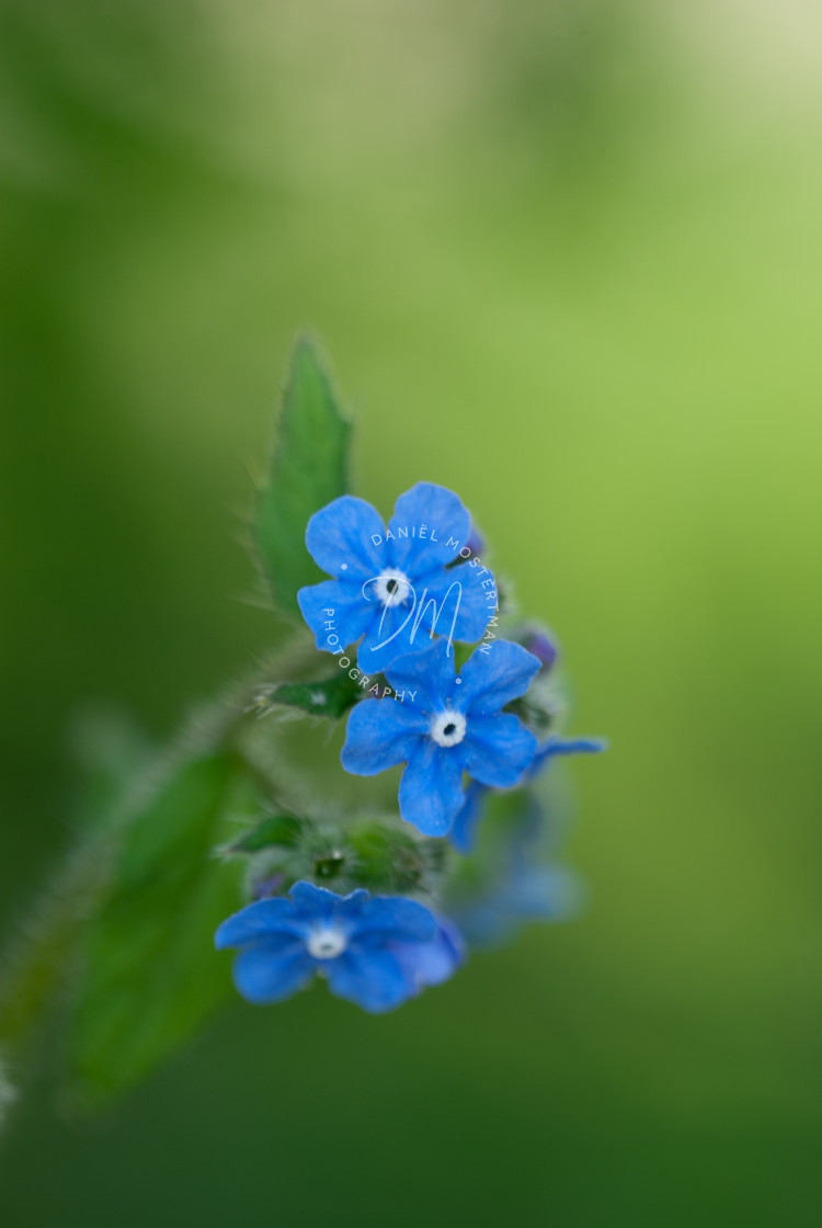 "Sapphire Browallia" stock image