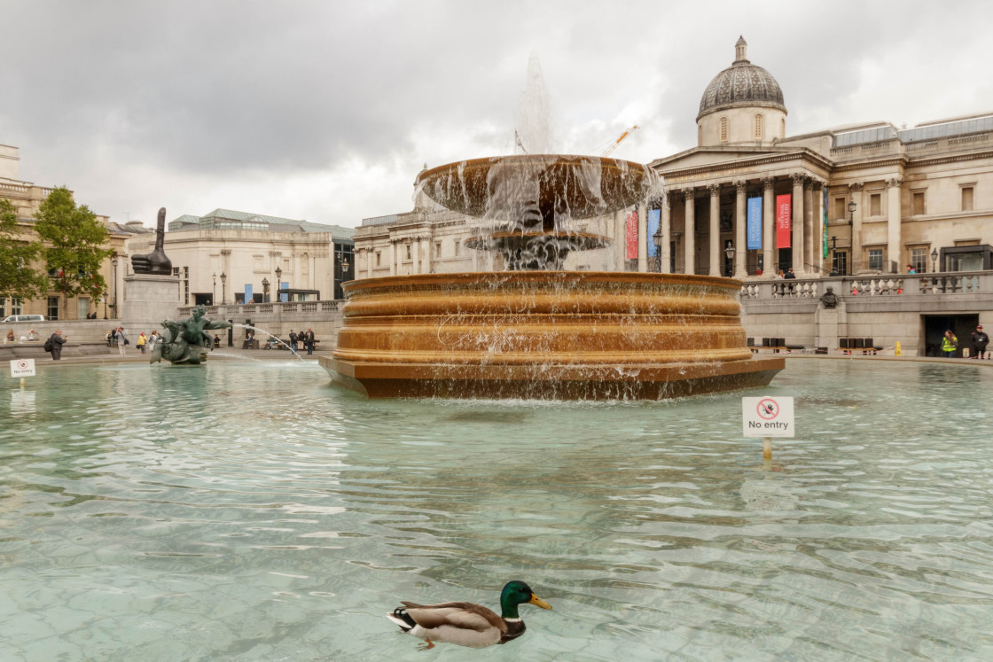 "Duck in the fountain at Trafalgar Square" stock image