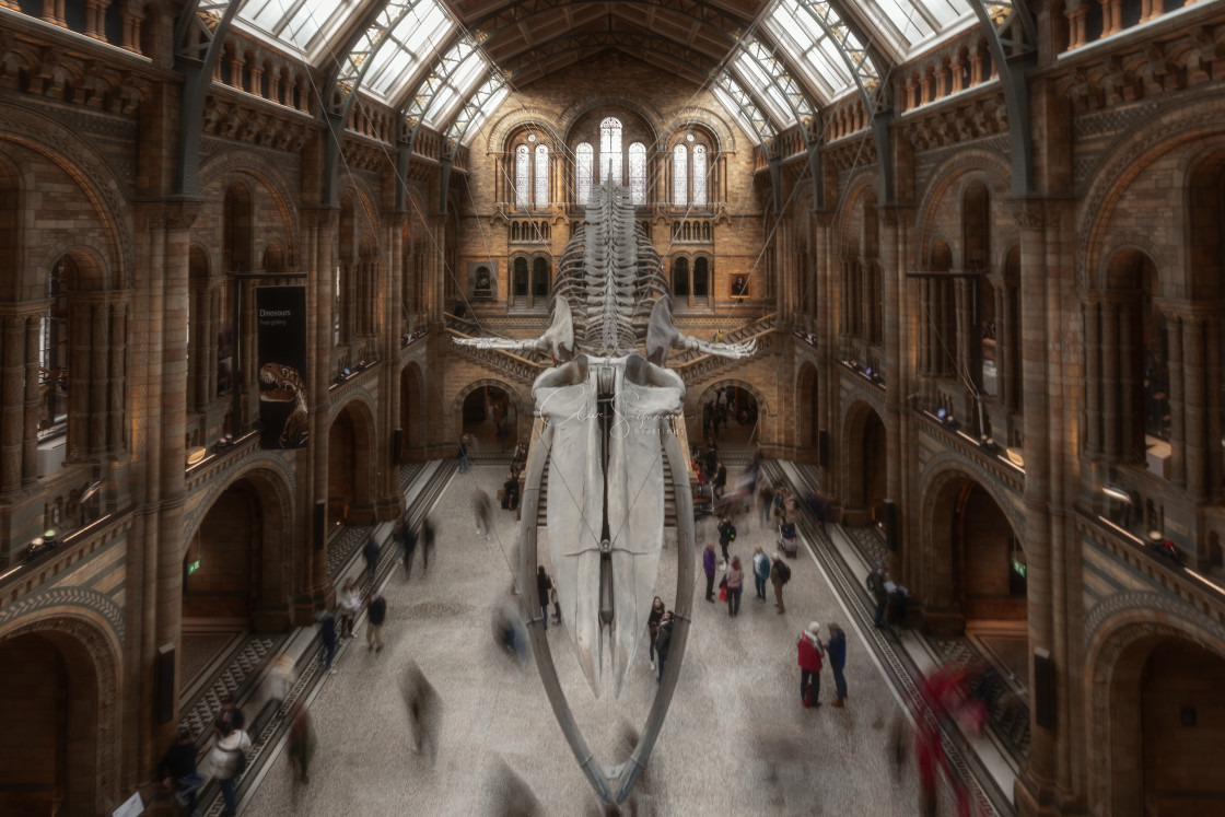 "Blue Whale Skeleton in Museum" stock image