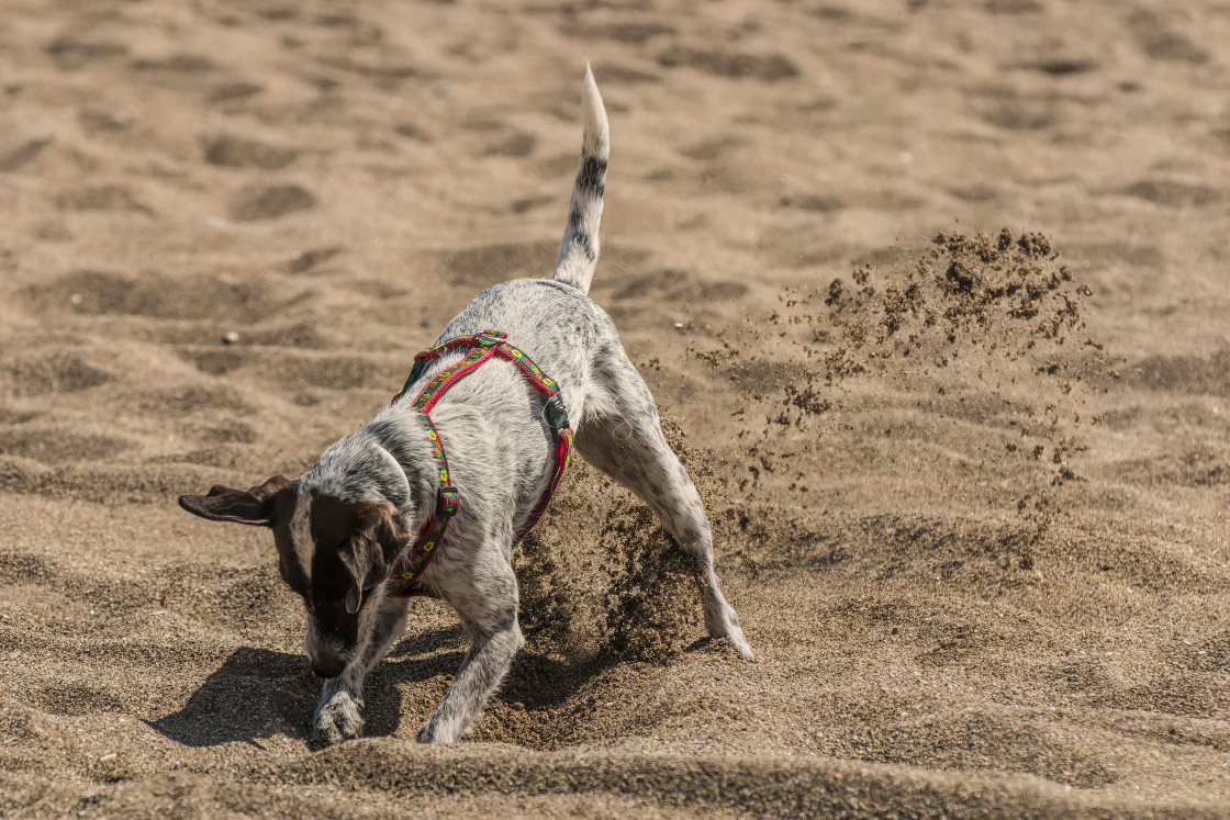 "Dog digging in sand" stock image