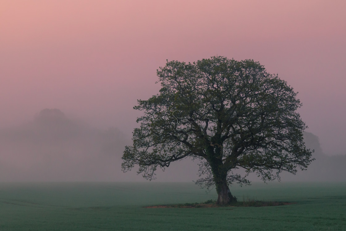 "Early Morning Pink Mist and Tree." stock image