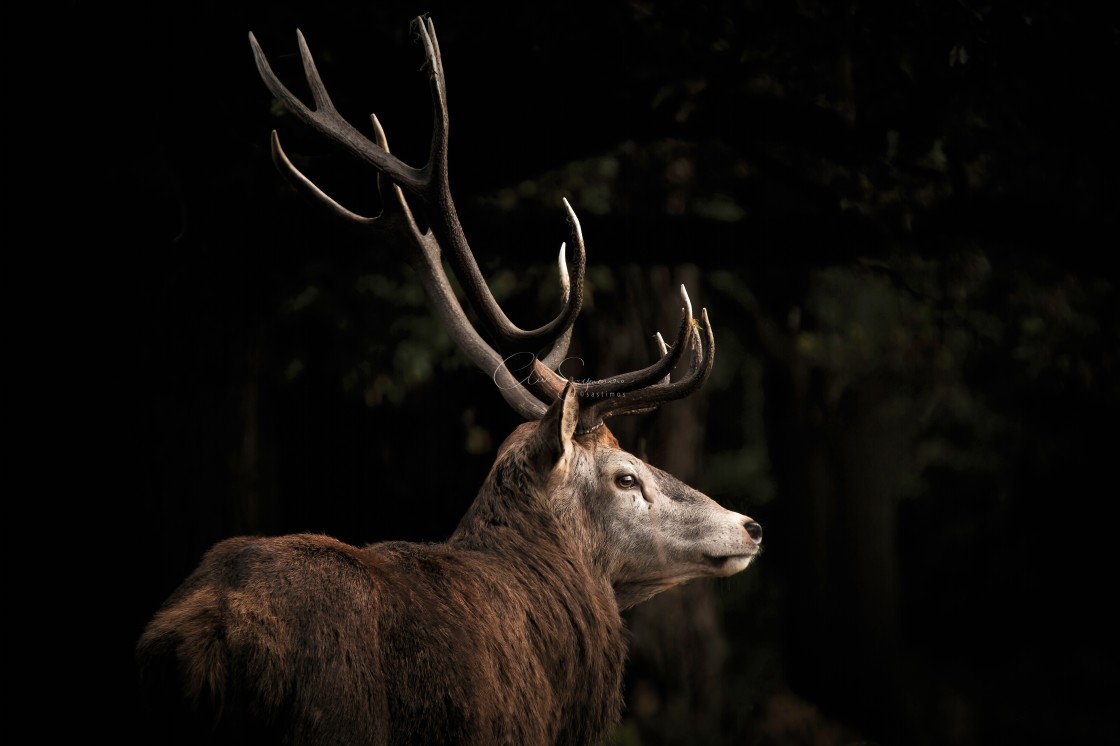 "Striking image of a Red Stag" stock image