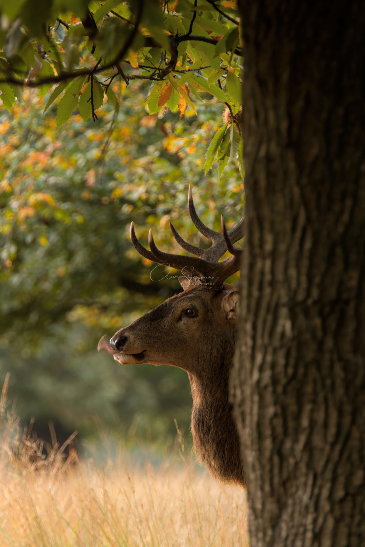 "Peek-a-Boo Red Deer Stag ." stock image