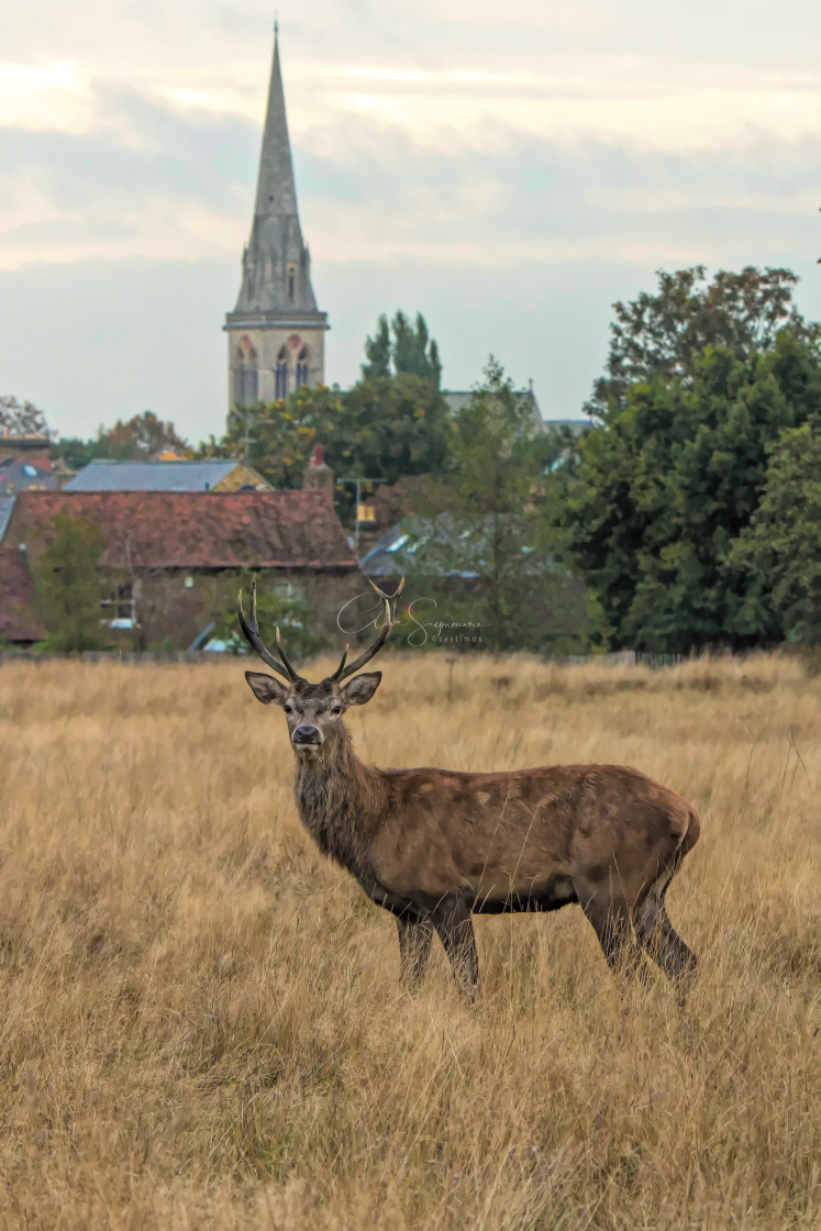 "Red Deer looking into the camera. A Church in the background." stock image