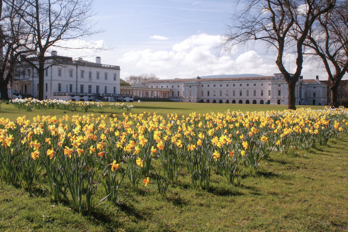 "Yellow Daffodils and the National Maritime Museum" stock image