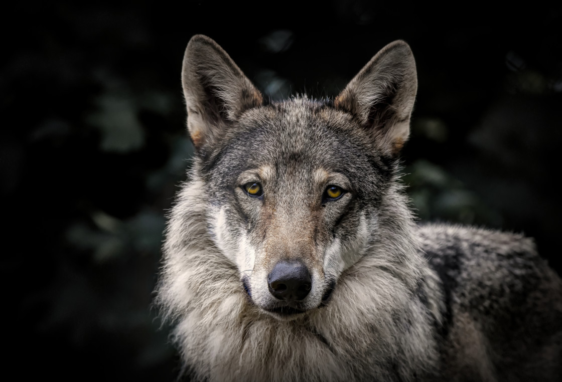 "Dog looking into the camera" stock image