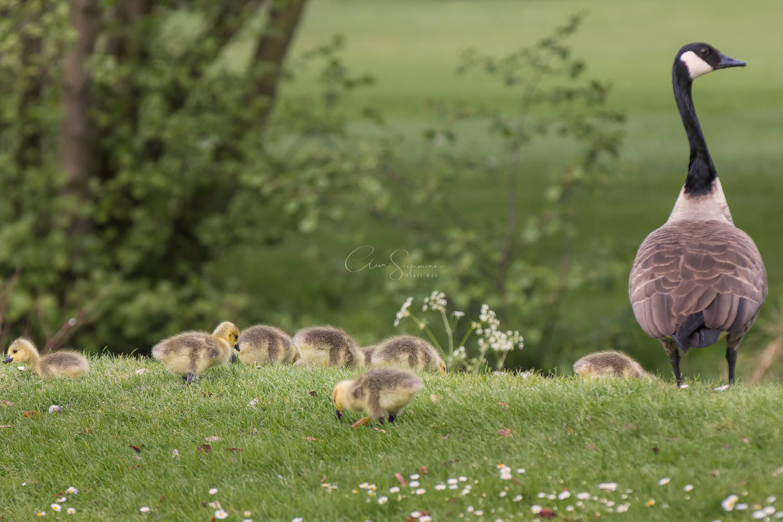 "Broods of Chicks with Mum" stock image