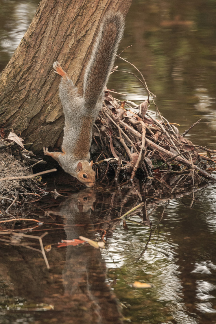 "Reflection of a Squirrel taking a drink." stock image