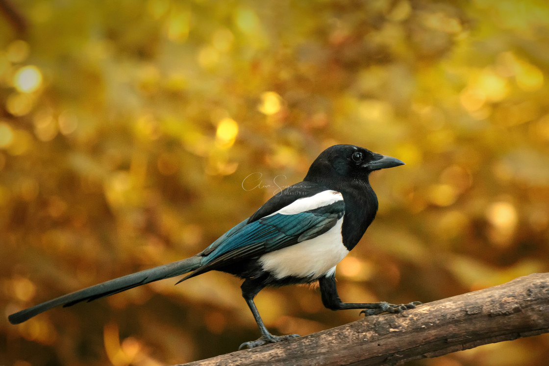 "Magpie with golden background" stock image