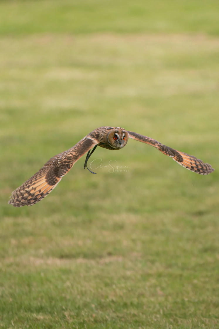 "European eagle owl flying low" stock image