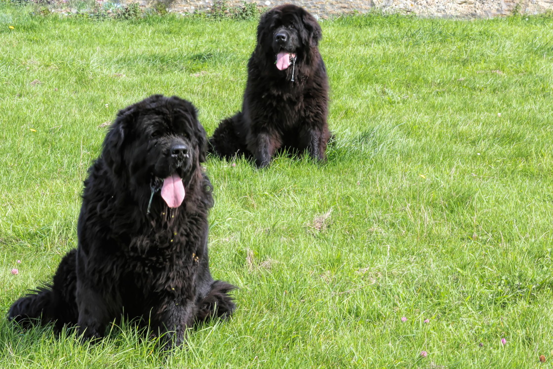 "Two Newfoundland dogs." stock image