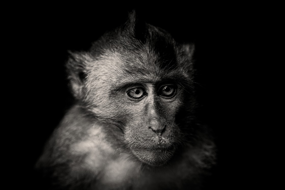 "A study of a Juvenile Macaque" stock image