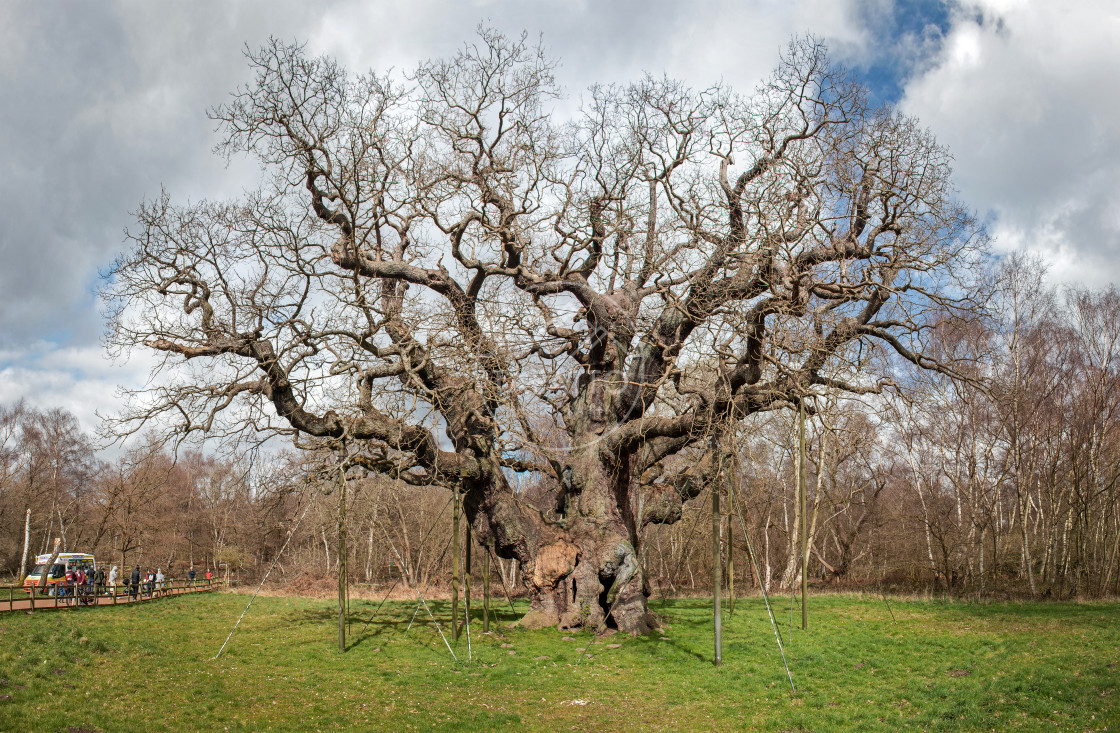 "The Major Oak (April 2021)" stock image