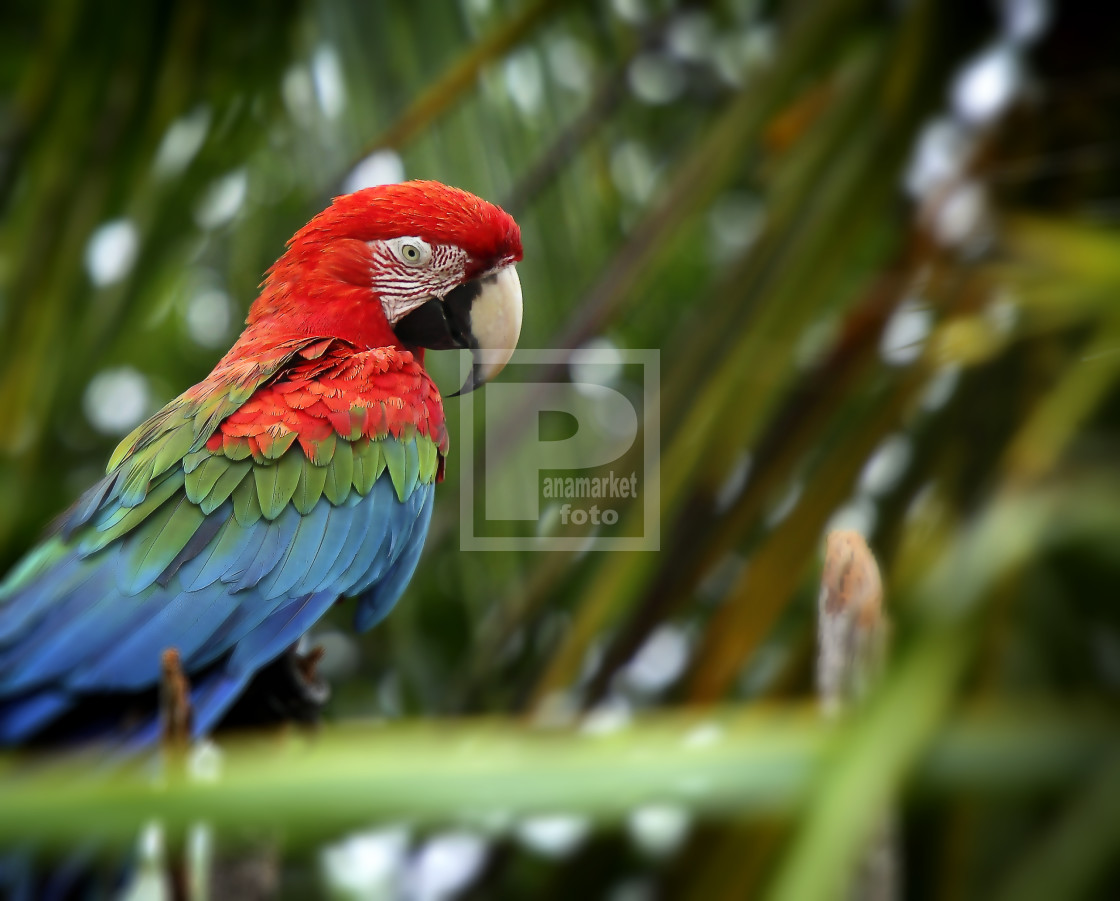 "Guacamaya" by Panamarketphoto - $25.40 "Guacamaya" stock image