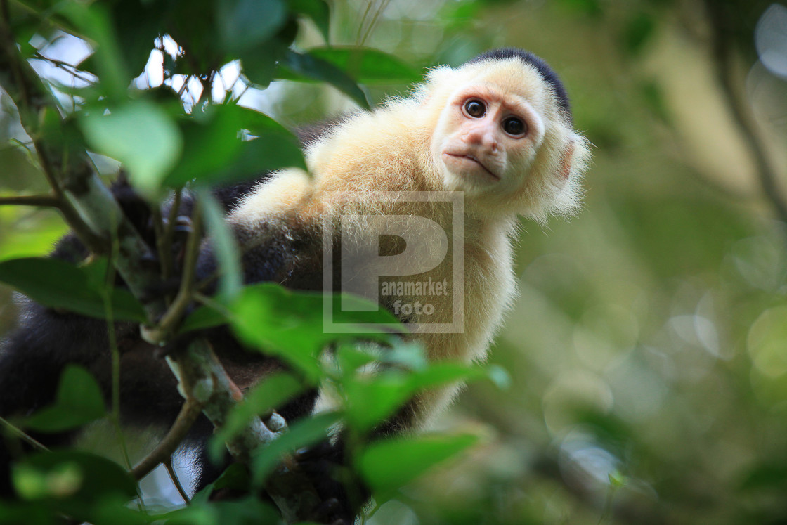 "Mono Cariblanco" by Panamarketphoto - $25.29 "Mono Cariblanco" stock image