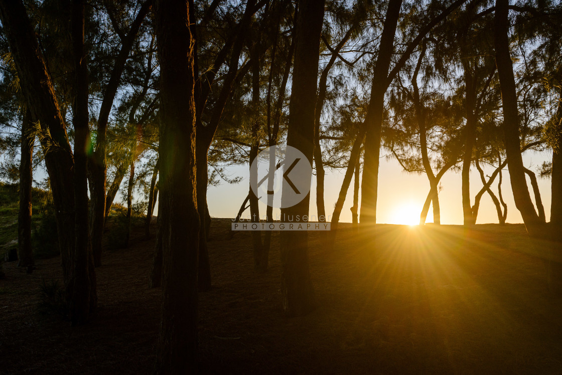 "Sunset Through Trees" by Justin Klusener - £24.00 "Sunset Through Trees" stock image