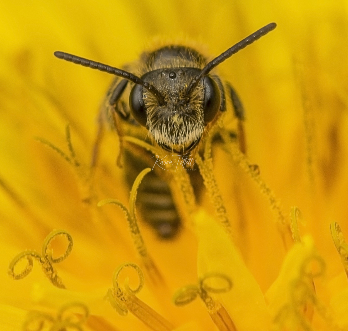 "You Looking At Bee?" stock image