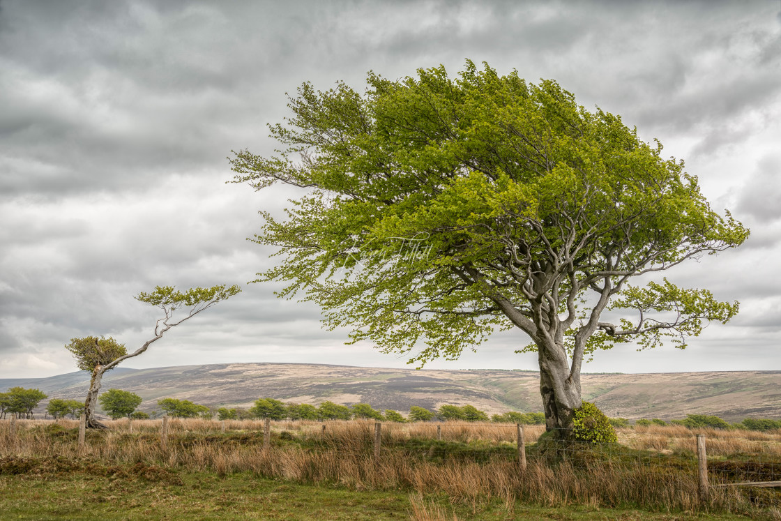 "Branching Out" stock image