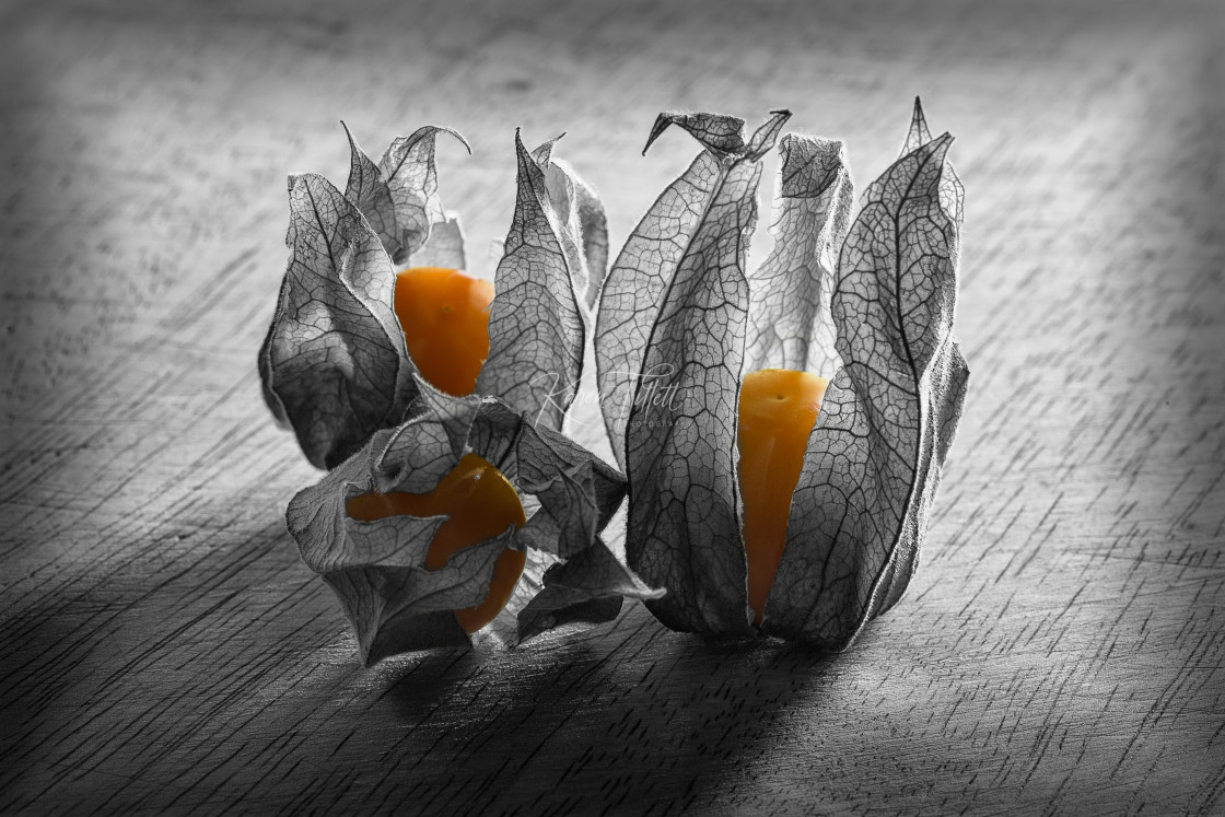 "Chinese Lanterns/Physarlis Fruit" stock image