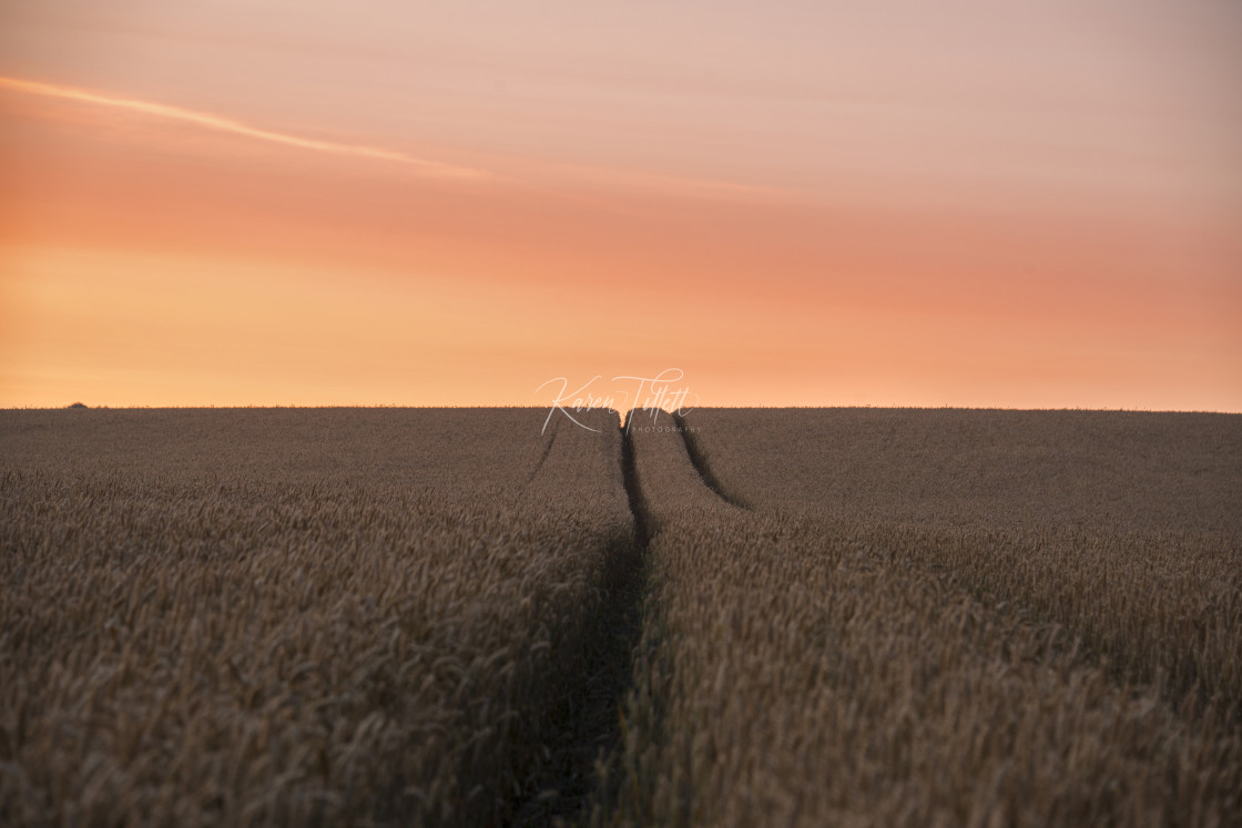 "Wheat In Morning Sun" stock image