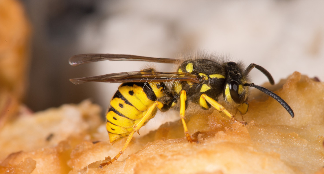 "Wasp" stock image