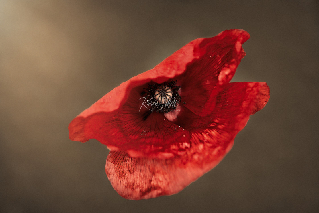 "Poppy" stock image