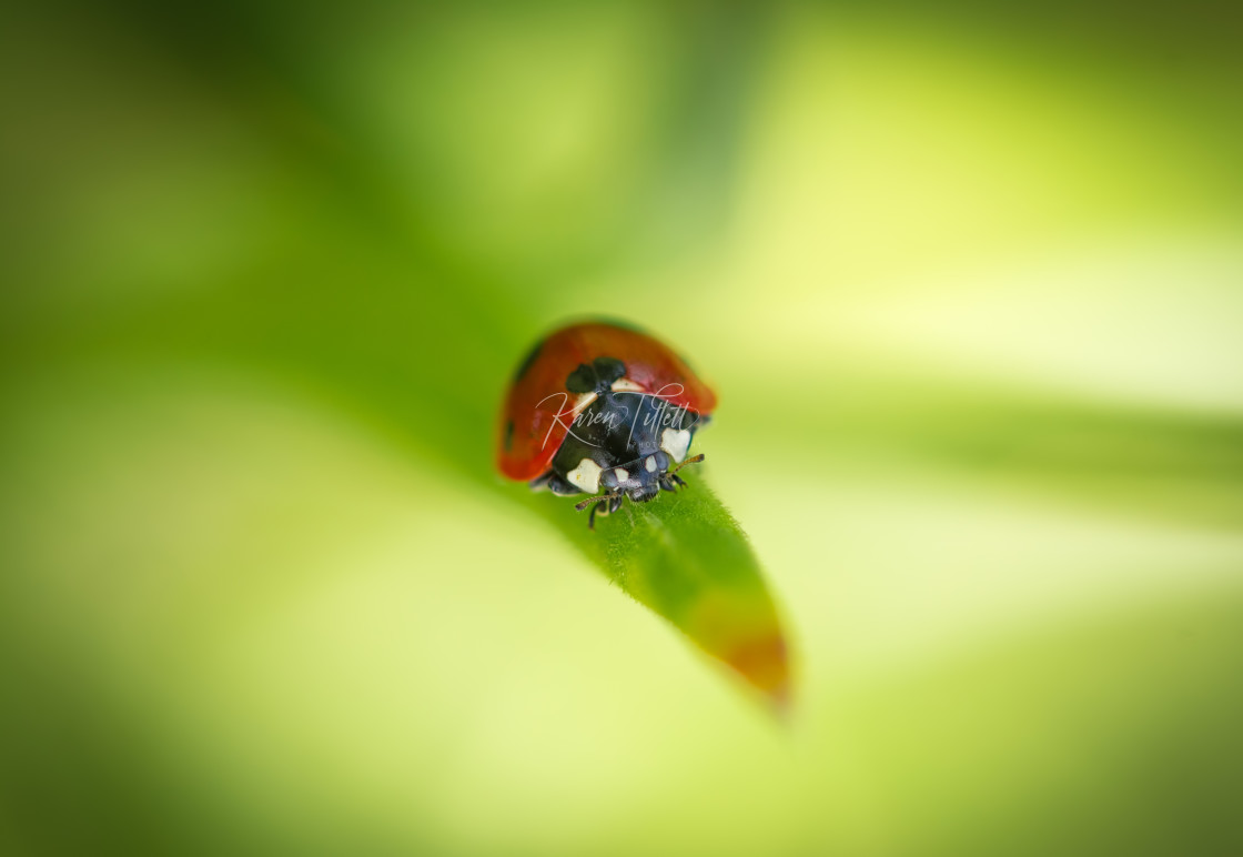 "Lone Lady" stock image