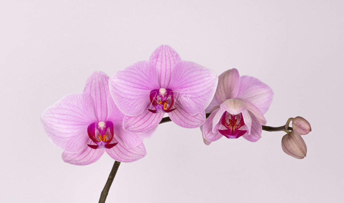 "Pink Orchid" stock image