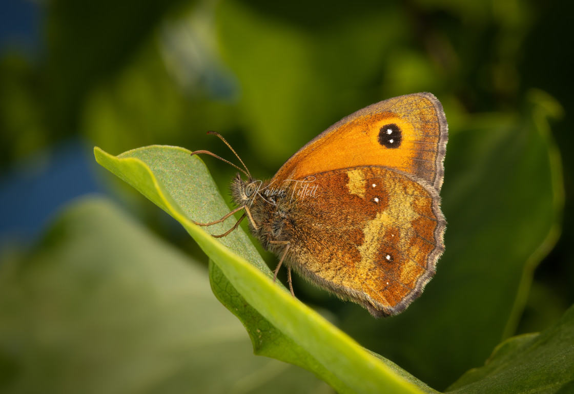 "A Gatekeeper Butterfly" stock image