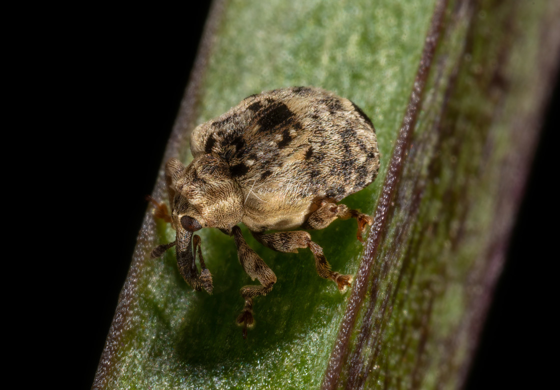 "Tapeinotus Weevil" stock image