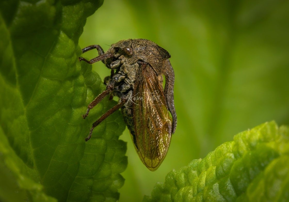 "A Horned Treehopper" stock image