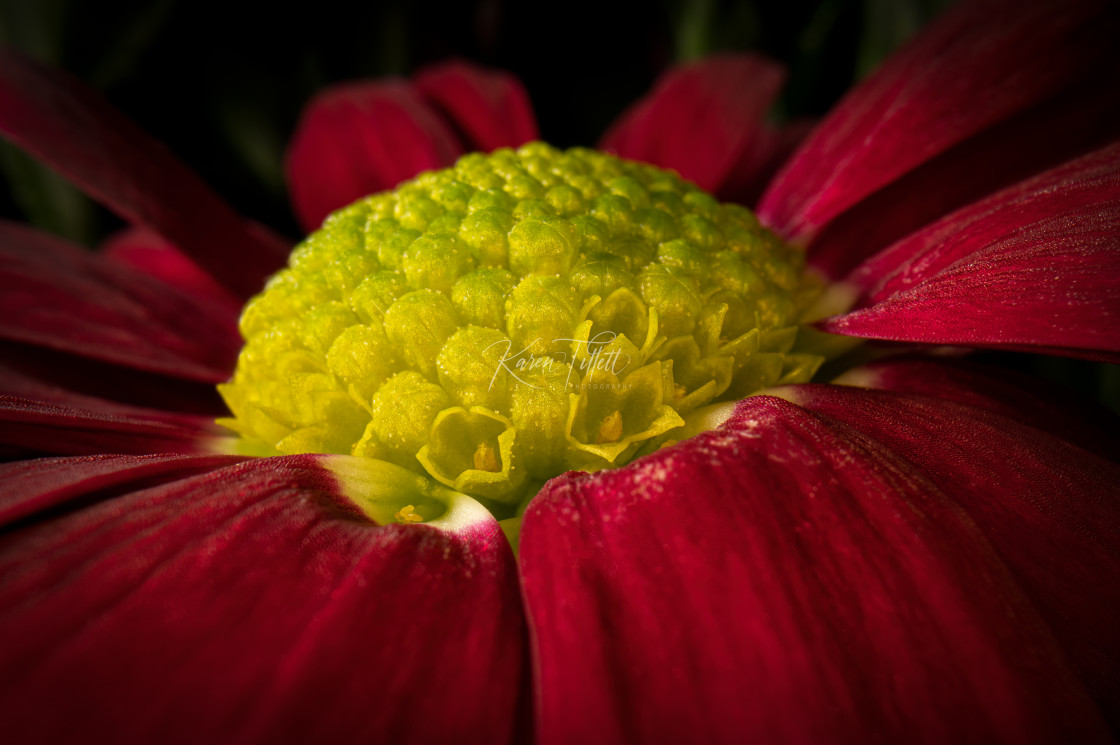 "Flower Plateau" stock image