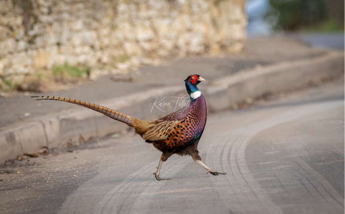 "Strutting His Stuff" stock image