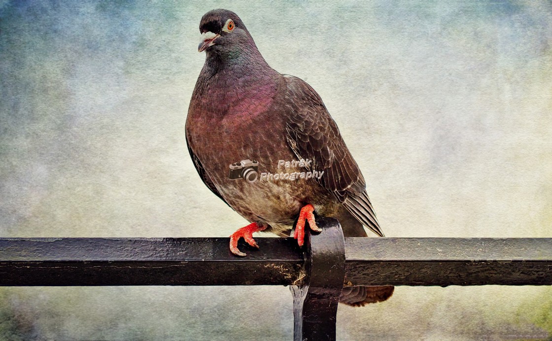 "Feral Seaside Pigeon" by Keith Patrak - £10.00 "Feral Seaside Pigeon" stock image