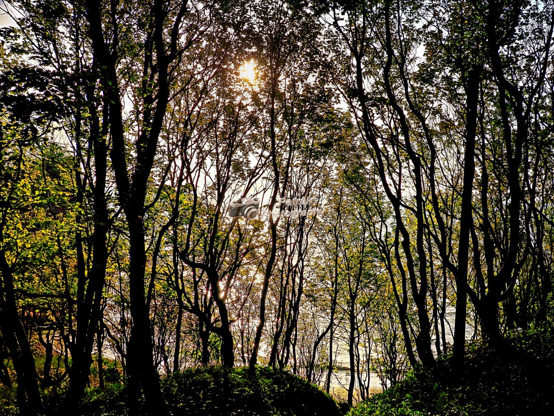 "Coastal Woodland" by Keith Patrak - £10.00 "Coastal Woodland" stock image