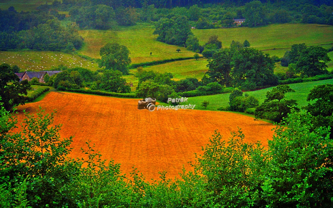 "The Golden Field - Garway, Herefordshire" by Keith Patrak - £10.00 "The Golden Field - Garway, Herefordshire" stock image