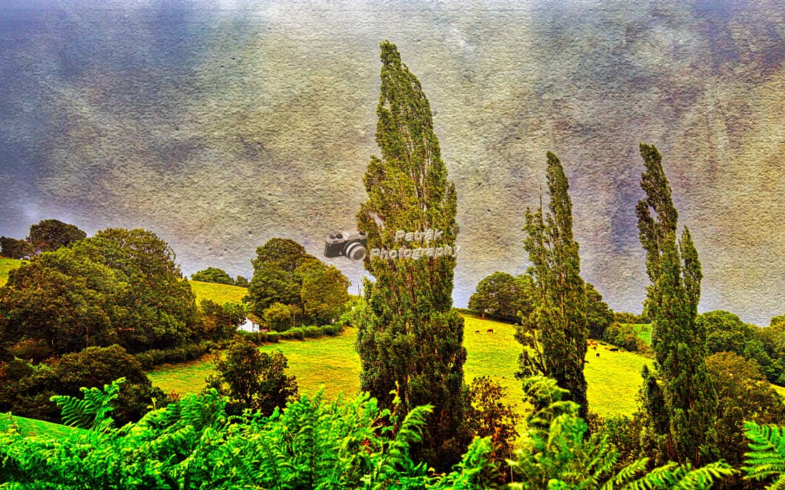 "The Three Populars - Garway, Herefordshire" by Keith Patrak - £10.00 "The Three Populars - Garway, Herefordshire" stock image